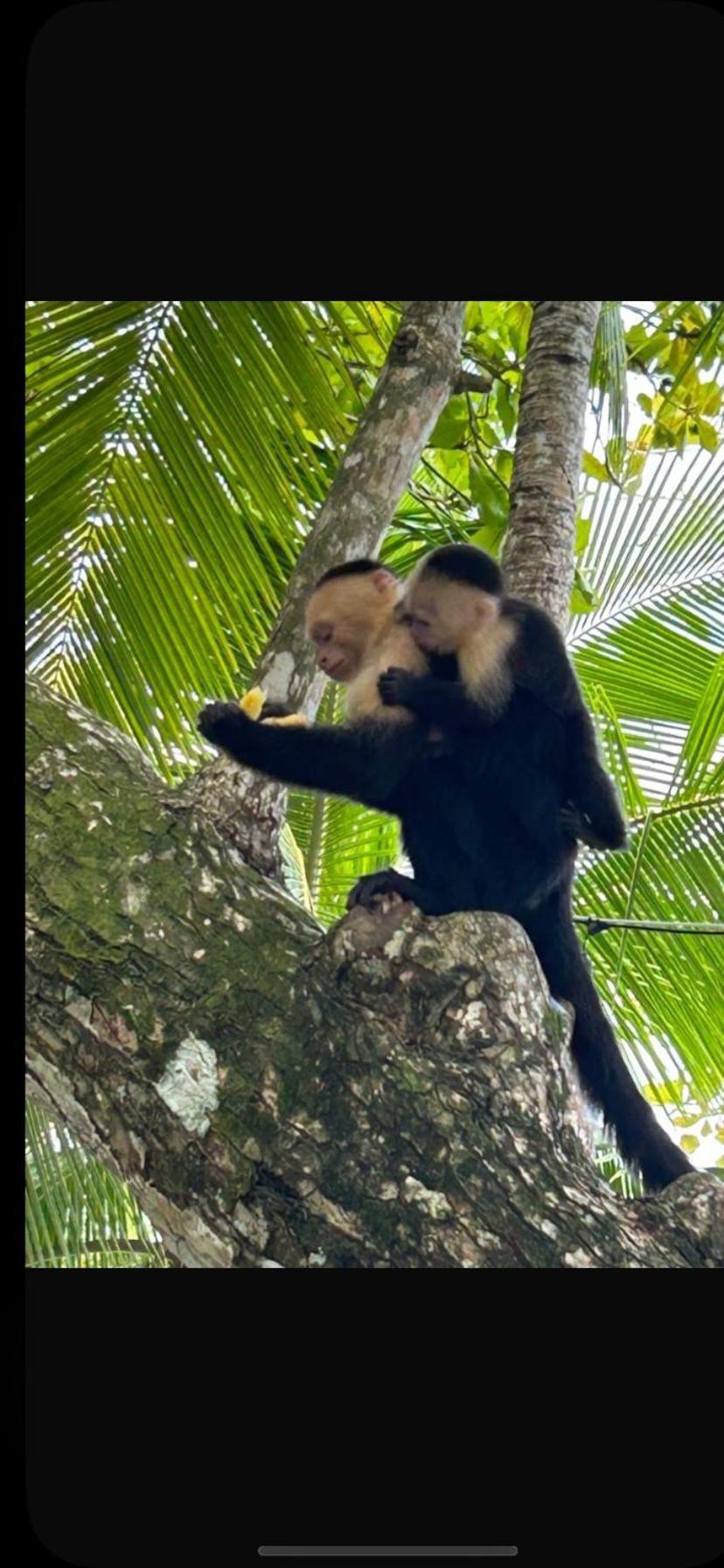 Apto Cielo Azul No7 Manuel Antonio Bagian luar foto